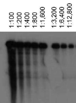 Invitrogen ABCA1 Monoclonal Antibody (3A1.891.3) 100 &mu;L; Unconjugated:Antibodies,