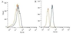 Invitrogen Calcium Sensing Receptor Monoclonal Antibody (HL 1499) 100 &mu;L | Buy Online | Invitrogen&trade; | Fisher Scientific