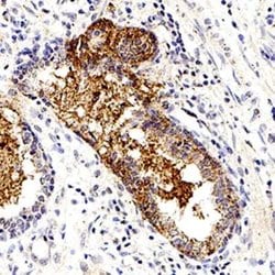 Invitrogen S-arrestin Monoclonal Antibody (PDS-1) 100 &mu;L; Unconjugated:Antibodies,