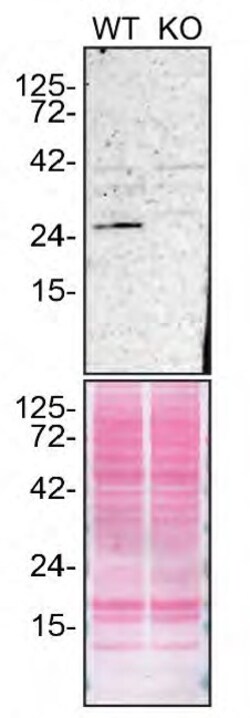 Invitrogen RAB27A Monoclonal Antibody (4D3F11) 100 &mu;g; Unconjugated:Antibodies,