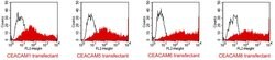 CEACAM Pan Mouse anti-Human, Clone: TET2, Invitrogen 100 &mu;g; Unconjugated,