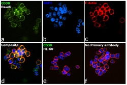 Invitrogen&trade;&nbsp;CD38 Monoclonal Antibody (5C5C3)