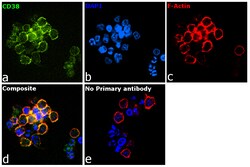 Invitrogen CD38 Monoclonal Antibody (5C5C3) 100 &mu;g | Buy Online | Invitrogen&trade; | Fisher Scientific