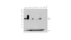 Invitrogen CD38 Monoclonal Antibody (5C5C3) 100 &mu;g | Buy Online | Invitrogen&trade; | Fisher Scientific