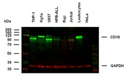 Invitrogen CD18 Monoclonal Antibody (MEM-48) 100 &mu;g; Unconjugated:Antibodies,