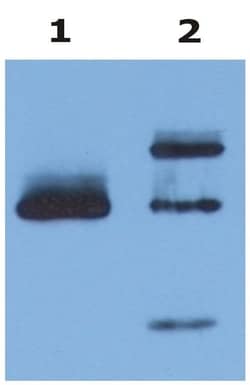 Invitrogen HLA-G Monoclonal Antibody (MEM-G/9) 100 &mu;g | Buy Online | Invitrogen&trade; | Fisher Scientific