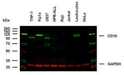 Invitrogen CD18 Monoclonal Antibody (MEM-148) 100 &mu;g; Unconjugated:Antibodies,