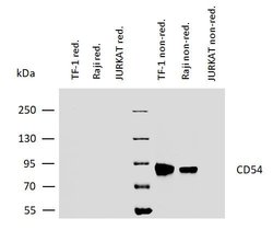 Invitrogen ICAM-1 Monoclonal Antibody (1H4) 100 &mu;g | Buy Online | Invitrogen&trade; | Fisher Scientific