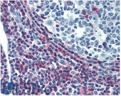 Invitrogen ICAM-3 Monoclonal Antibody (MEM-04) 100 &mu;g; Unconjugated:Antibodies,