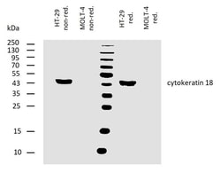 Invitrogen Cytokeratin 18 Monoclonal Antibody (DA-7) 100 &mu;g; Unconjugated:Antibodies,