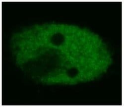 Invitrogen p53 Monoclonal Antibody (BP53-12) 100 &mu;g; Unconjugated:Antibodies,