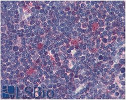 Invitrogen CDK1 Monoclonal Antibody (POH-1) 100 &mu;g; Unconjugated:Antibodies,
