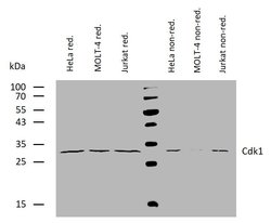 Invitrogen CDK1 Monoclonal Antibody (POH-1) 100 &mu;g; Unconjugated:Antibodies,