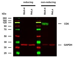 Invitrogen CD6 Monoclonal Antibody (MEM-98) 100 &mu;g; Unconjugated:Antibodies,
