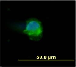 Invitrogen CD45 Monoclonal Antibody (MEM-28) 100 &mu;g; Unconjugated:Antibodies,