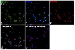 Invitrogen CD45 Monoclonal Antibody (MEM-28) 100 &mu;g | Buy Online | Invitrogen&trade; | Fisher Scientific
