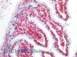 Invitrogen CD45 Monoclonal Antibody (MEM-28) 100 &mu;g; Unconjugated:Antibodies,