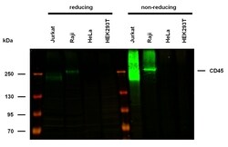 Invitrogen CD45 Monoclonal Antibody (MEM-28) 100 &mu;g; Unconjugated:Antibodies,