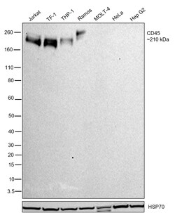 Invitrogen CD45 Monoclonal Antibody (MEM-28) 100 &mu;g | Buy Online | Invitrogen&trade; | Fisher Scientific
