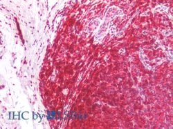 Invitrogen CD45RA Monoclonal Antibody (MEM-56) 100 &mu;g; Unconjugated:Antibodies,