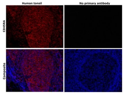 Invitrogen CD45RA Monoclonal Antibody (MEM-56) 100 &mu;g; Unconjugated:Antibodies,