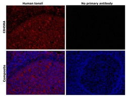 Invitrogen CD45RA Monoclonal Antibody (MEM-56) 100 &mu;g; Unconjugated:Antibodies,