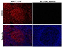 Invitrogen CD45RA Monoclonal Antibody (MEM-56) 100 &mu;g; Unconjugated:Antibodies,