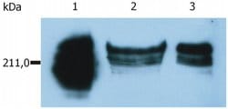 Invitrogen CD45RA Monoclonal Antibody (MEM-56) 100 &mu;g; Unconjugated:Antibodies,