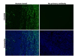 Invitrogen CD45RB Monoclonal Antibody (MEM-55) 100 &mu;g; Unconjugated:Antibodies,