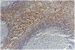 Invitrogen CD45RB Monoclonal Antibody (MEM-55) 100 &mu;g; Unconjugated:Antibodies,