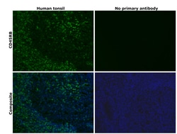 Invitrogen CD45RB Monoclonal Antibody (MEM-55) 100 &mu;g; Unconjugated:Antibodies,