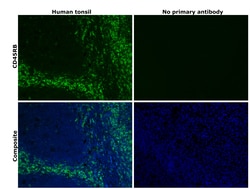 Invitrogen CD45RB Monoclonal Antibody (MEM-55) 100 &mu;g; Unconjugated:Antibodies,