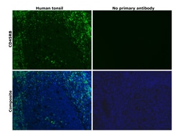 Invitrogen CD45RB Monoclonal Antibody (MEM-55) 100 &mu;g; Unconjugated:Antibodies,