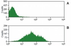 Invitrogen CD47 Monoclonal Antibody (MEM-122) 100 &mu;g; Unconjugated:Antibodies,