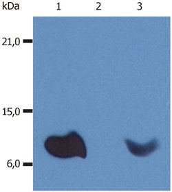 beta-2 Microglobulin Monoclonal Antibody (B2M-01), Invitrogen 100 &mu;g;