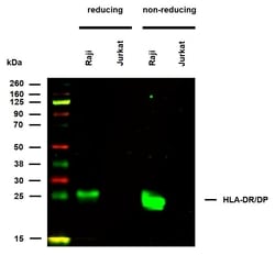 Invitrogen HLA-DR/DP Monoclonal Antibody (HL-38) 100 &mu;g; Unconjugated:Antibodies,