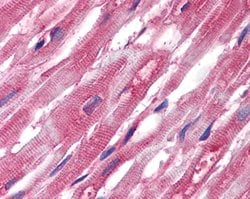 Invitrogen alpha Tubulin Monoclonal Antibody (TU-01) 100 &mu;g; Unconjugated:Antibodies,