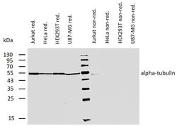 Invitrogen alpha Tubulin Monoclonal Antibody (TU-01) 100 &mu;g; Unconjugated:Antibodies,