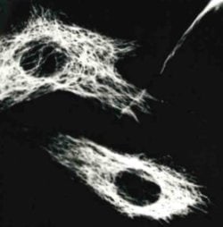 Invitrogen Vimentin Monoclonal Antibody (VI-01) 100 &mu;g; Unconjugated:Antibodies,