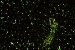 Invitrogen Vimentin Monoclonal Antibody (VI-01) 100 &mu;g; Unconjugated:Antibodies,