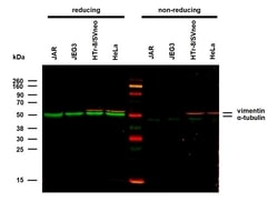 Invitrogen Vimentin Monoclonal Antibody (VI-01) 100 &mu;g; Unconjugated:Antibodies,