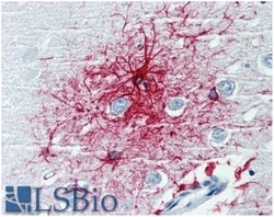 Invitrogen GFAP Monoclonal Antibody (GF-01) 100 &mu;g; Unconjugated:Antibodies,