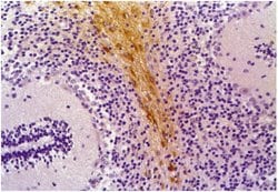 Invitrogen GFAP Monoclonal Antibody (GF-01) 100 &mu;g; Unconjugated:Antibodies,