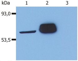 Invitrogen LCK Monoclonal Antibody (LCK-01) 100 &mu;g; Unconjugated:Antibodies,
