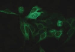 Invitrogen alpha Tubulin Monoclonal Antibody (TU-16) 100 &mu;g | Buy Online | Invitrogen&trade; | Fisher Scientific