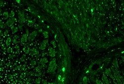 Invitrogen alpha Tubulin Monoclonal Antibody (TU-16) 100 &mu;g | Buy Online | Invitrogen&trade; | Fisher Scientific