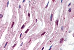 Invitrogen alpha Tubulin Monoclonal Antibody (TU-16) 100 &mu;g | Buy Online | Invitrogen&trade; | Fisher Scientific