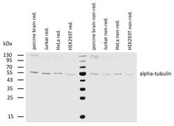 Invitrogen alpha Tubulin Monoclonal Antibody (TU-16) 100 &mu;g | Buy Online | Invitrogen&trade; | Fisher Scientific