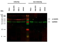 Invitrogen alpha Tubulin Monoclonal Antibody (TU-16) 100 &mu;g | Buy Online | Invitrogen&trade; | Fisher Scientific