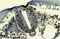 Invitrogen BrdU Monoclonal Antibody (MoBU-1) 100 &mu;g | Buy Online | Invitrogen&trade; | Fisher Scientific